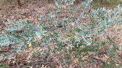 Acacia podalyriifolia