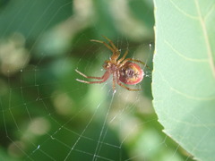 Araniella