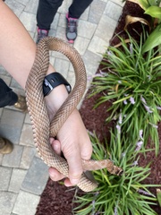 Masticophis flagellum flagellum