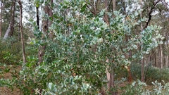 Acacia podalyriifolia