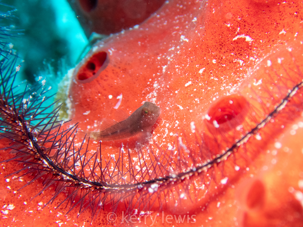 Smallmouth goby (Risor ruber) — Gobiidae