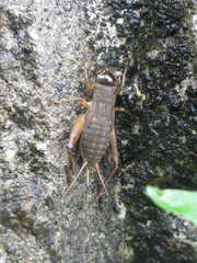 Teleogryllus emma