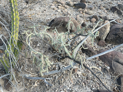 Cylindropuntia waltoniorum