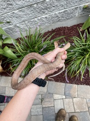 Masticophis flagellum flagellum