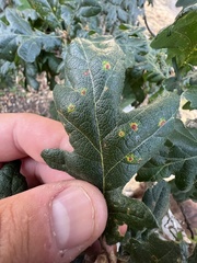 Neuroterus saltatorius