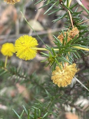 Acacia echinula