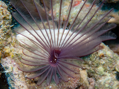 Bispira melanostigma