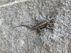 Sceloporus undulatus