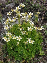 Parnassia fimbriata