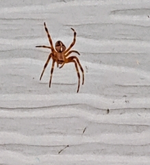 Araneus