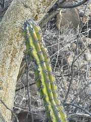 Stenocereus gummosus