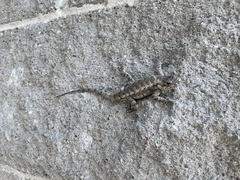 Sceloporus undulatus