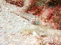 Gnatholepis thompsoni