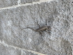 Sceloporus undulatus