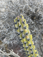 Stenocereus gummosus