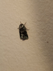 Lacinipolia explicata