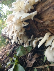 Pleurocybella porrigens