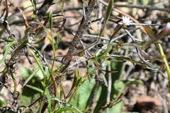 Epilobium brachycarpum