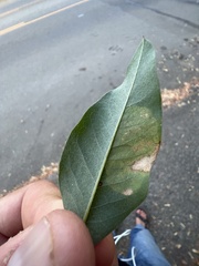 Leucoptera laburnella