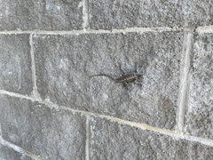 Sceloporus undulatus