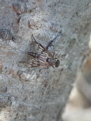 Rhagionidae