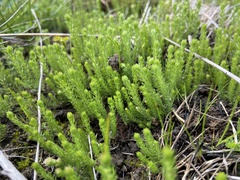 Asperula