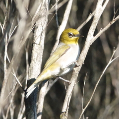 Zosterops lateralis