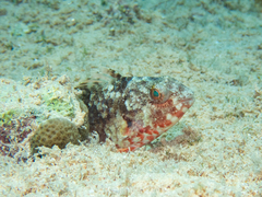 Sparisoma