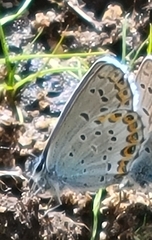 Plebejus