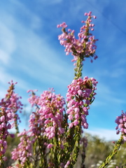 Erica irregularis