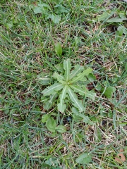 Lactuca serriola