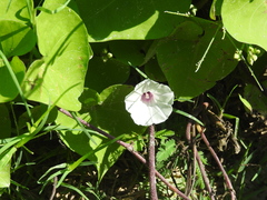 Ipomoea amnicola