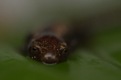 Plethodontidae
