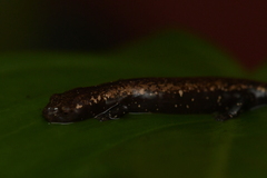 Plethodontidae