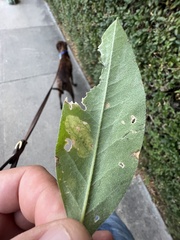 Leucoptera laburnella