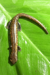 Plethodontidae