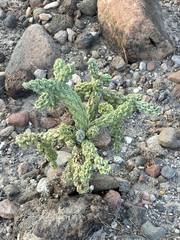 Cylindropuntia cholla