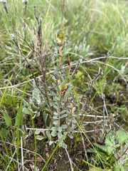 Pimelea humilis