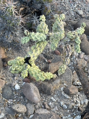 Cylindropuntia cholla