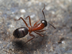 Camponotus vicinus