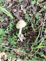 Amidella