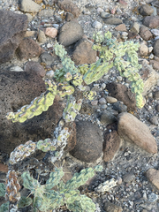 Cylindropuntia cholla