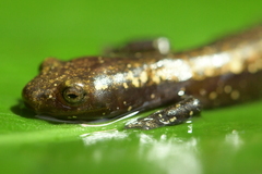 Plethodontidae