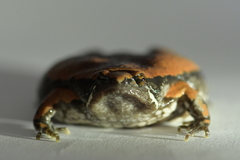 Hypopachus variolosus