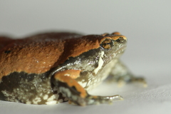 Hypopachus variolosus