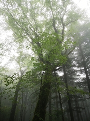 Acer pictum