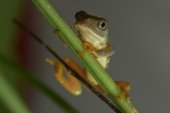 Agalychnis dacnicolor