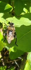 Laphria