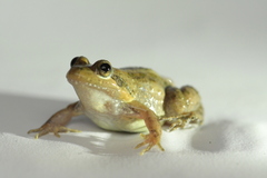 Leptodactylus melanonotus