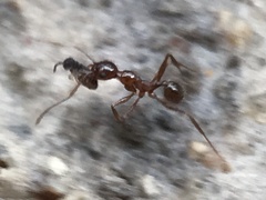 Pheidole obscurithorax